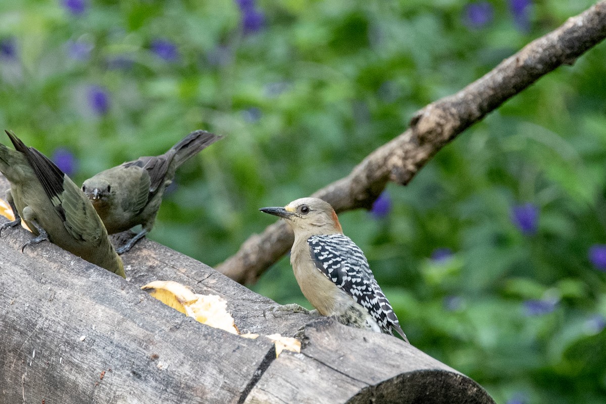 Red-crowned Woodpecker - Travis Vance