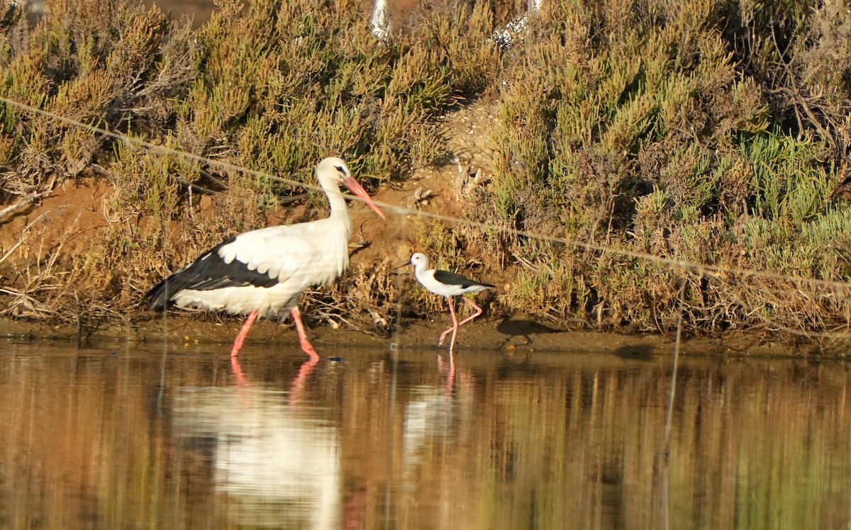 White Stork - ML622958779