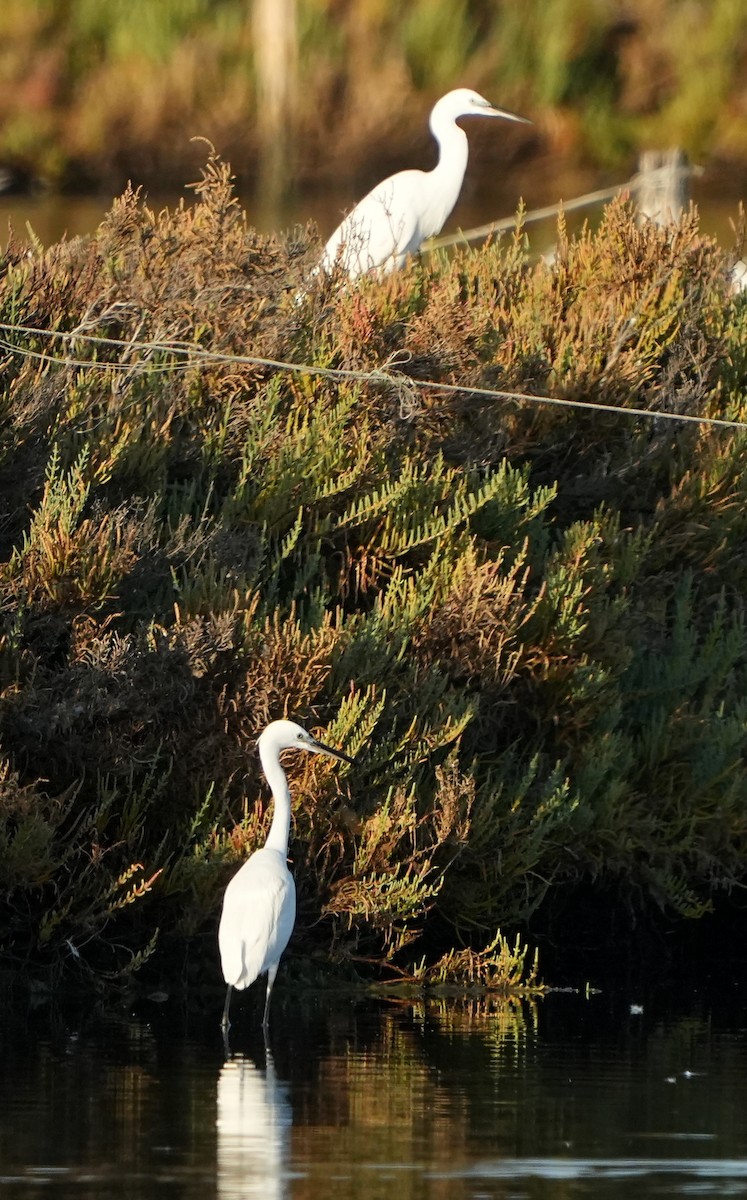 Little Egret - ML622958781