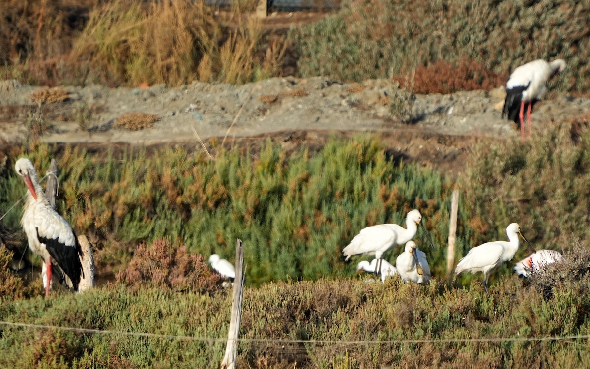 Eurasian Spoonbill - ML622958797