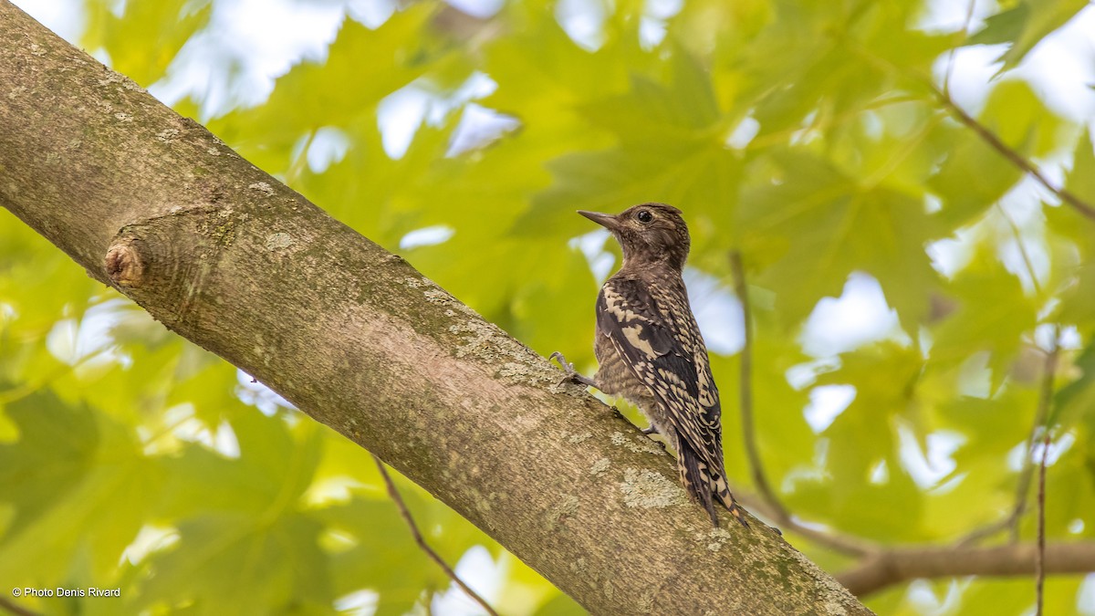 Yellow-bellied Sapsucker - ML622958830