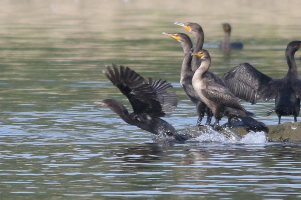 Neotropic Cormorant - ML622958871