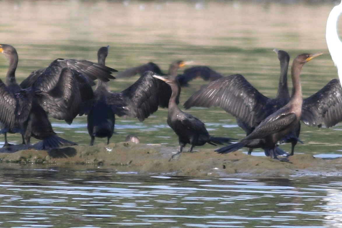 Neotropic Cormorant - ML622958872