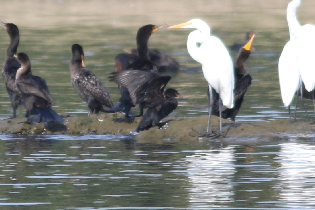 Neotropic Cormorant - ML622958873