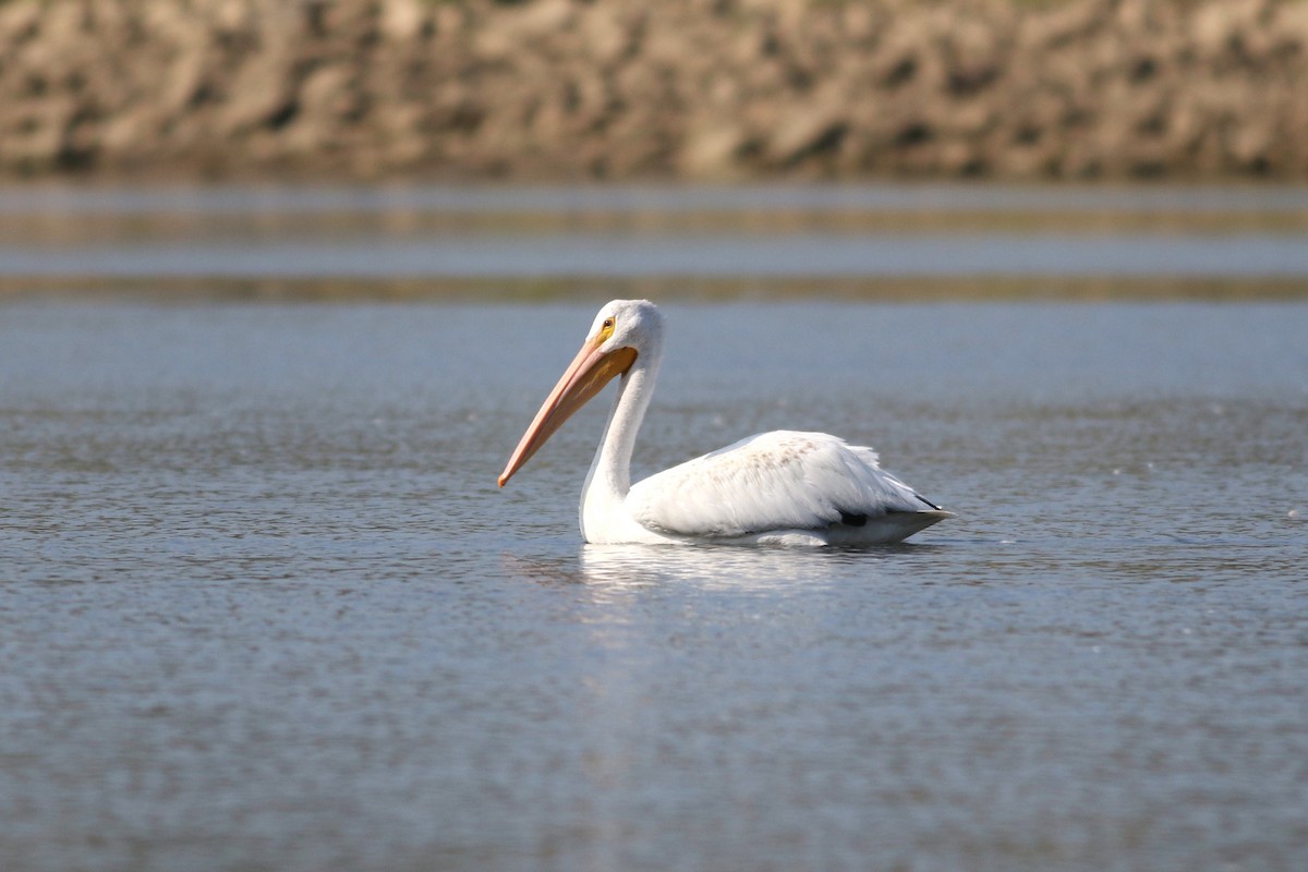 American White Pelican - ML622958878