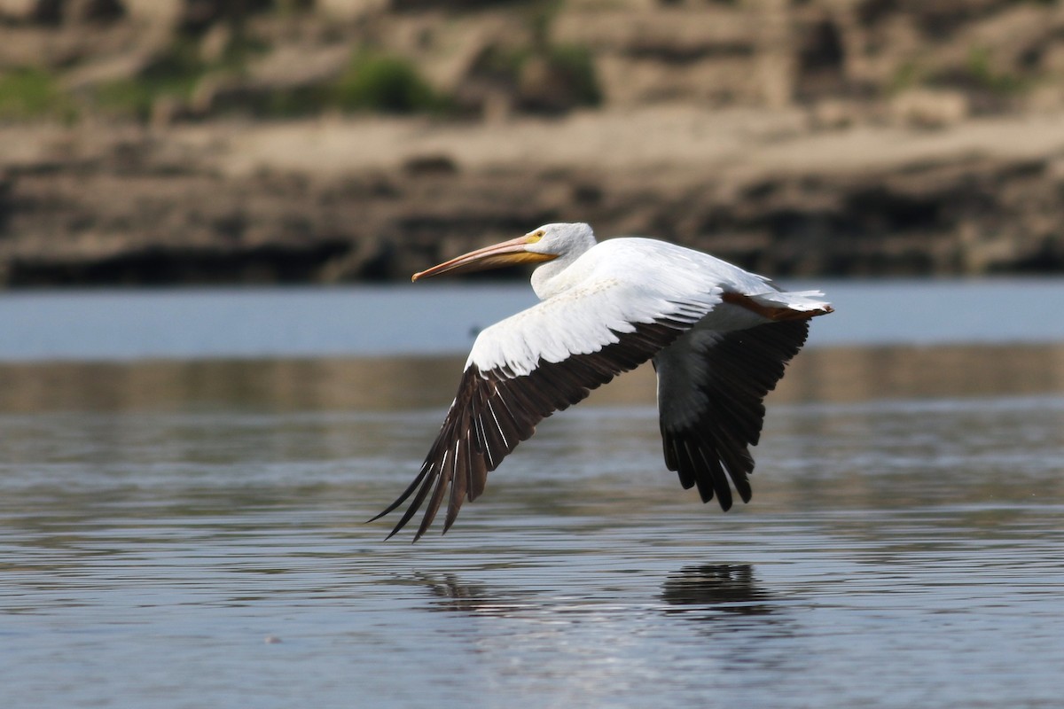 American White Pelican - ML622958879