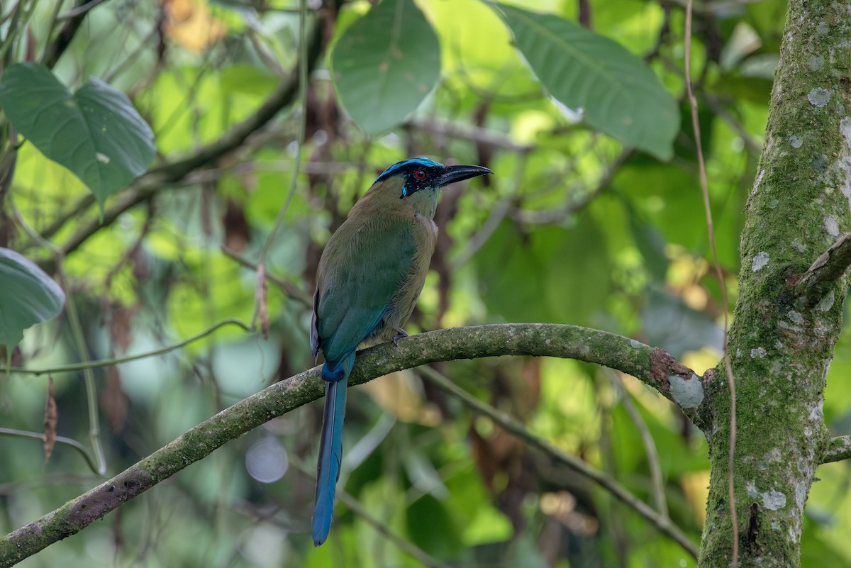 bergmotmot - ML622958921