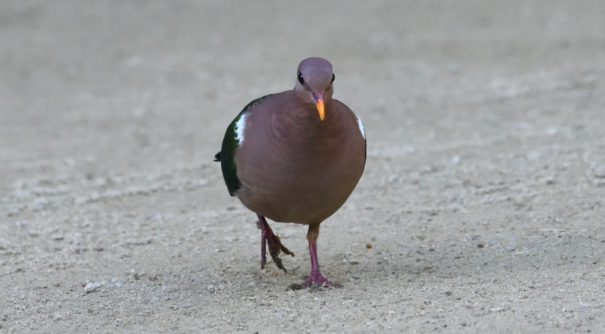 Pacific Emerald Dove - ML622959014