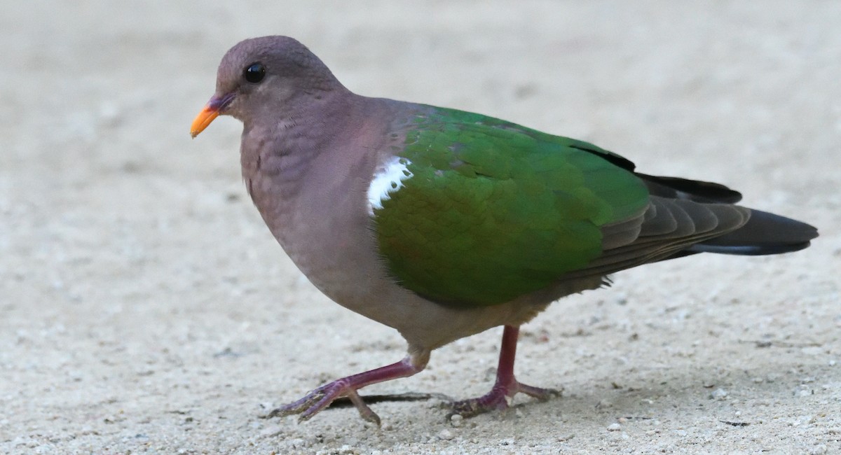 Pacific Emerald Dove - ML622959015