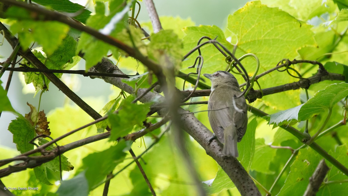 Red-eyed Vireo - Denis Rivard