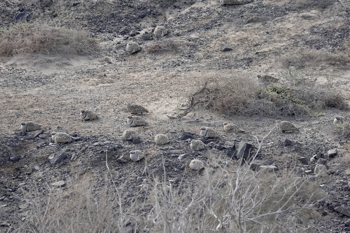 Black-bellied Sandgrouse - ML622959023