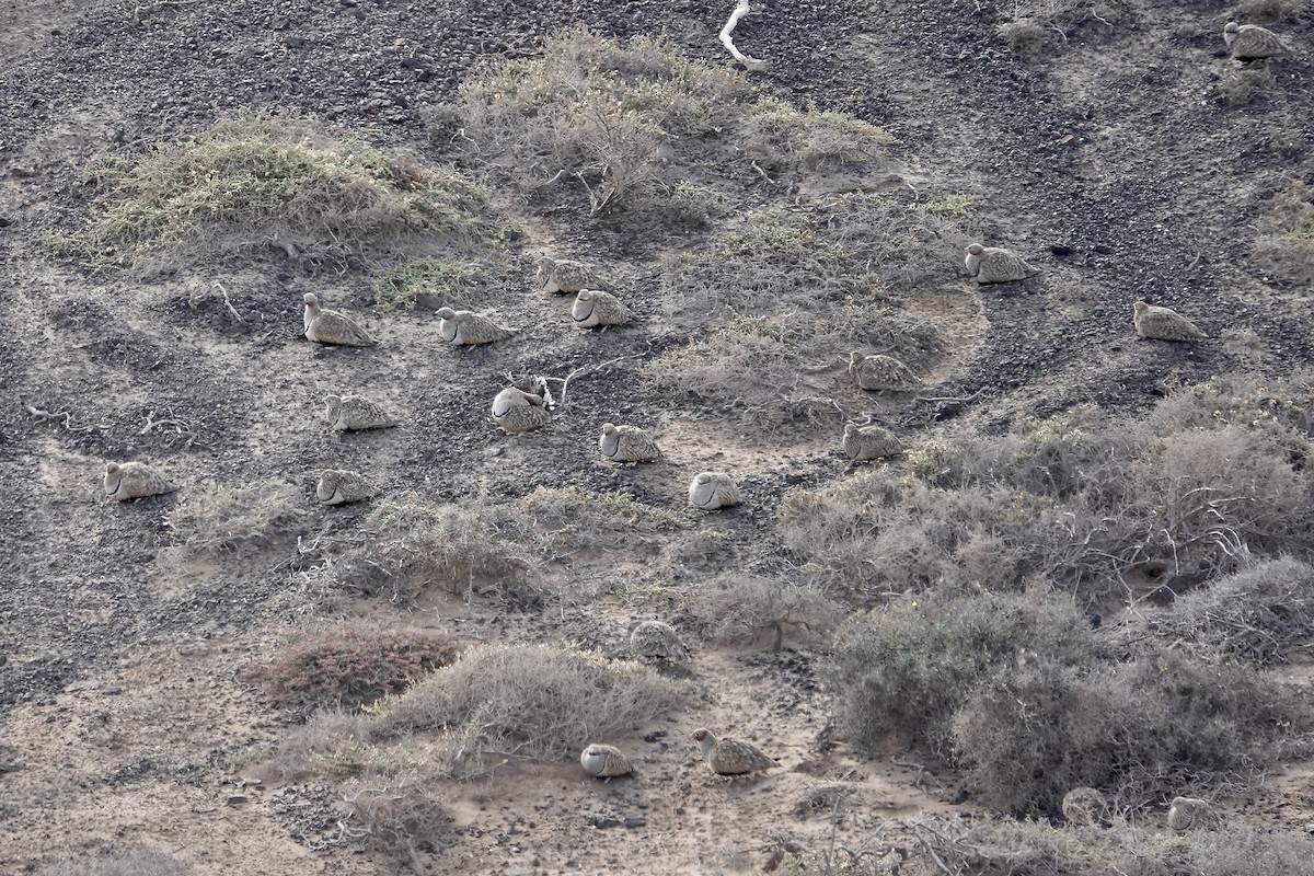 Black-bellied Sandgrouse - ML622959026