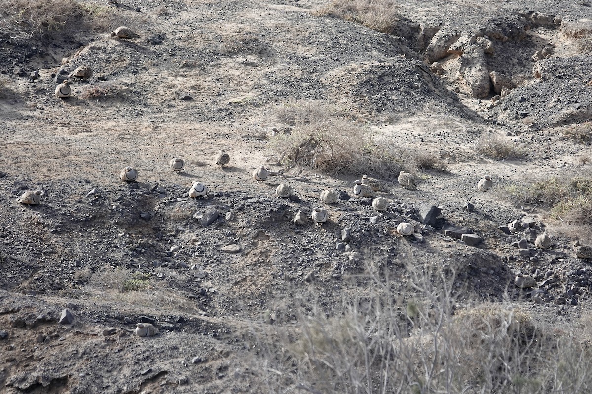 Black-bellied Sandgrouse - ML622959030