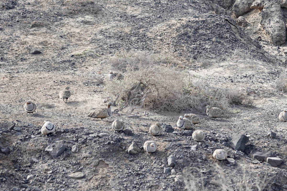 Black-bellied Sandgrouse - ML622959037