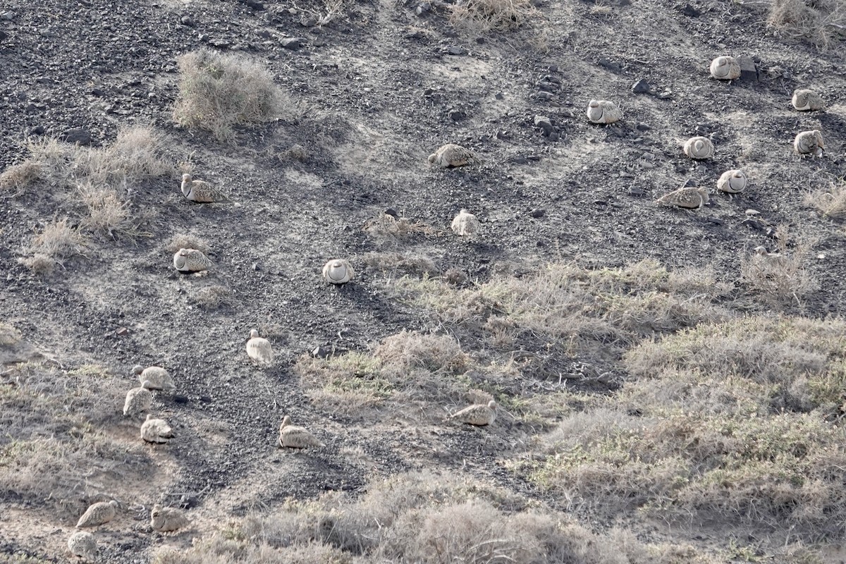 Black-bellied Sandgrouse - ML622959039