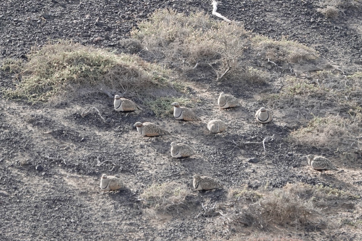 Black-bellied Sandgrouse - ML622959040