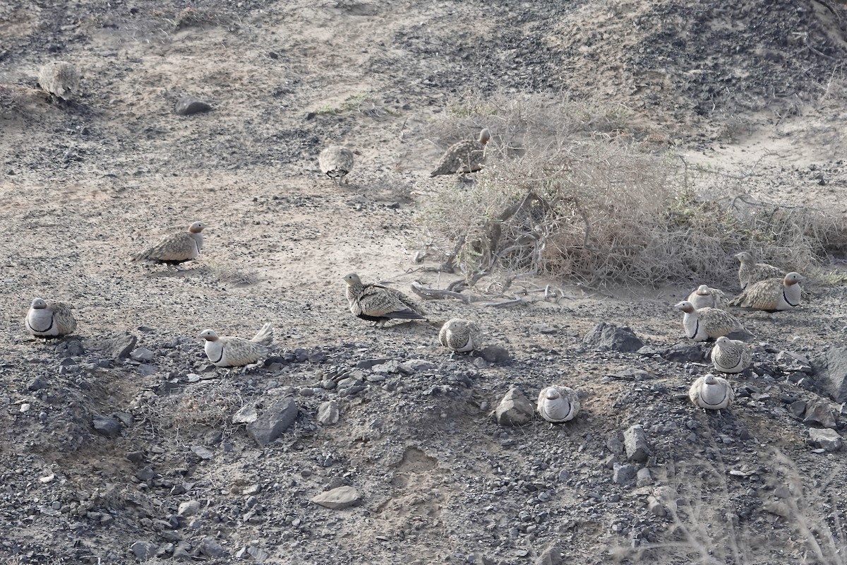 Black-bellied Sandgrouse - ML622959041