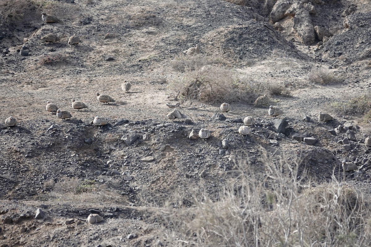 Black-bellied Sandgrouse - ML622959042