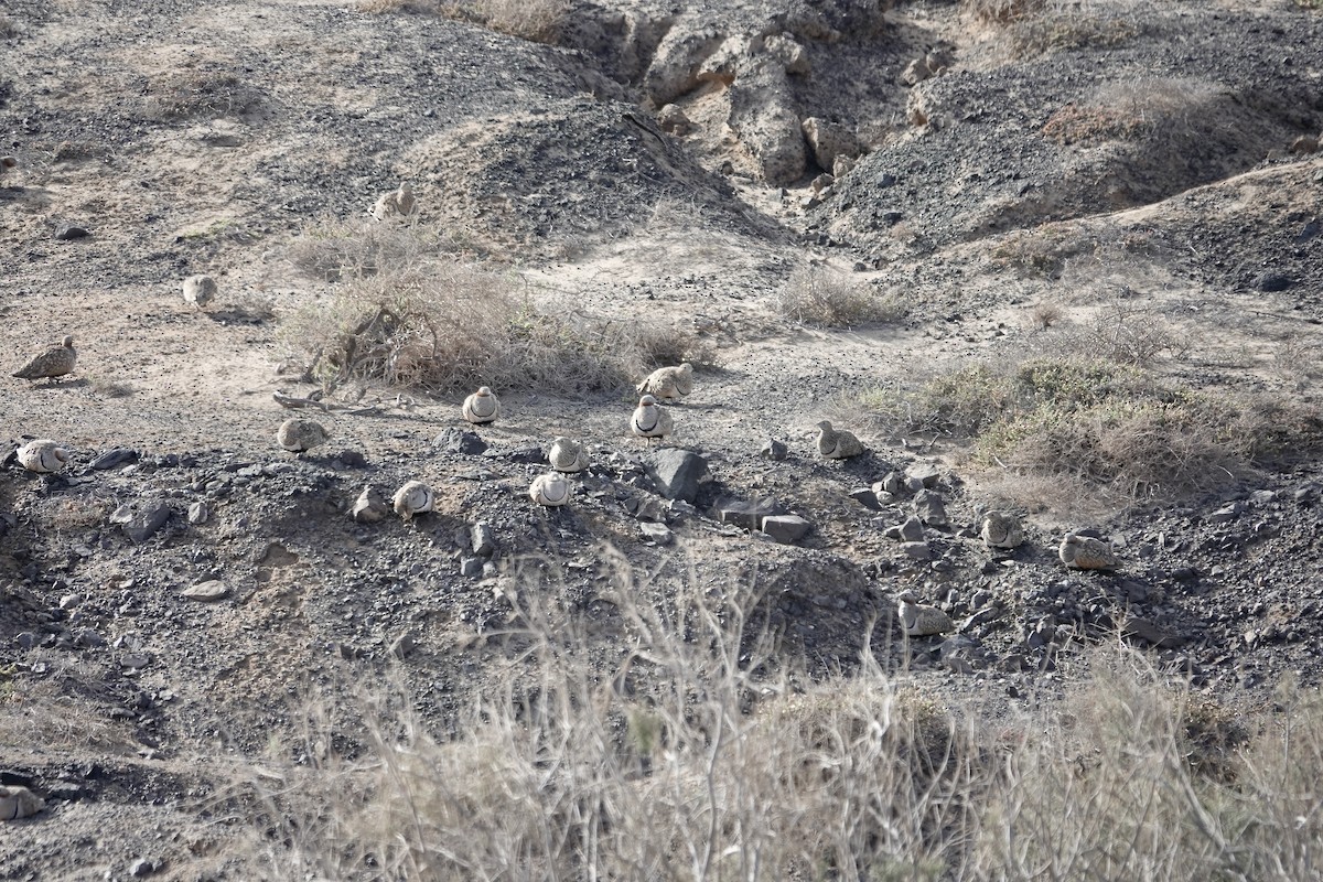 Black-bellied Sandgrouse - ML622959043