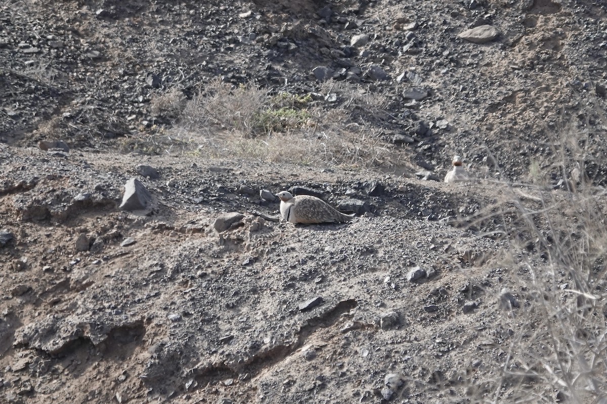 Black-bellied Sandgrouse - ML622959045