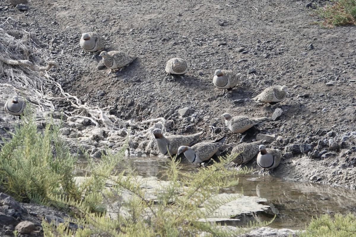 Black-bellied Sandgrouse - ML622959046