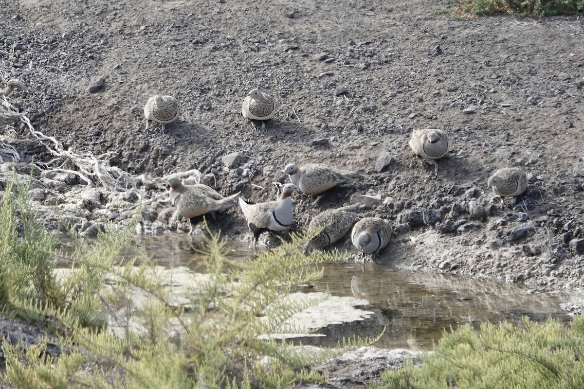 Black-bellied Sandgrouse - Simon Pearce