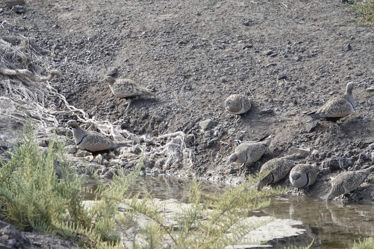 Black-bellied Sandgrouse - ML622959052