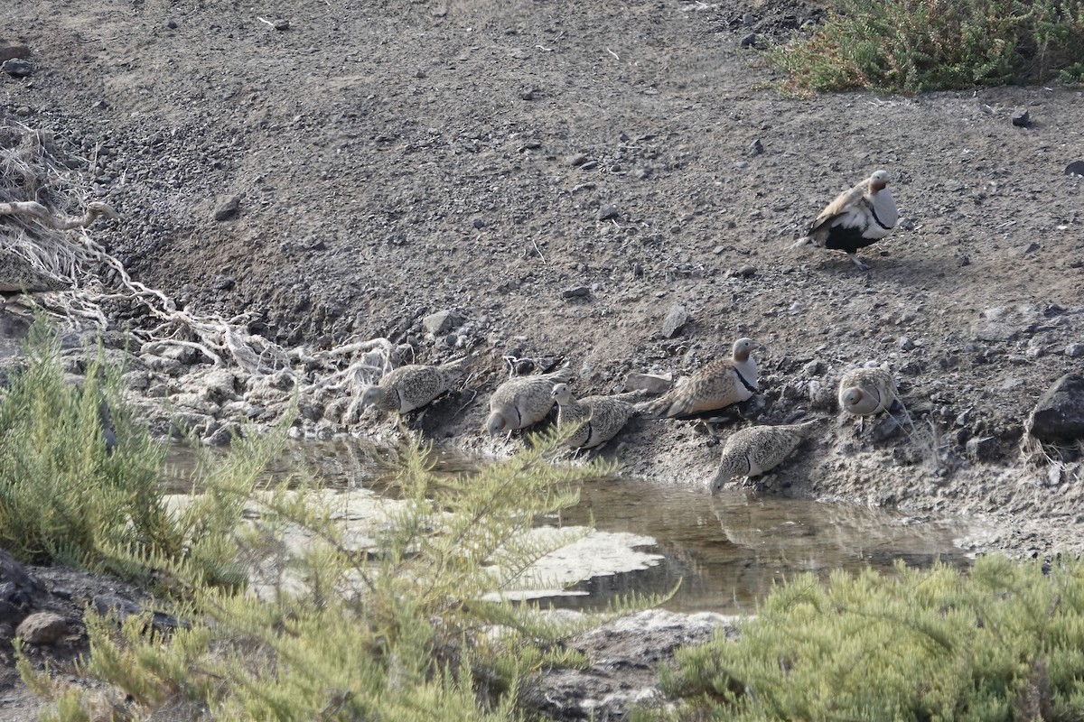 Black-bellied Sandgrouse - ML622959053