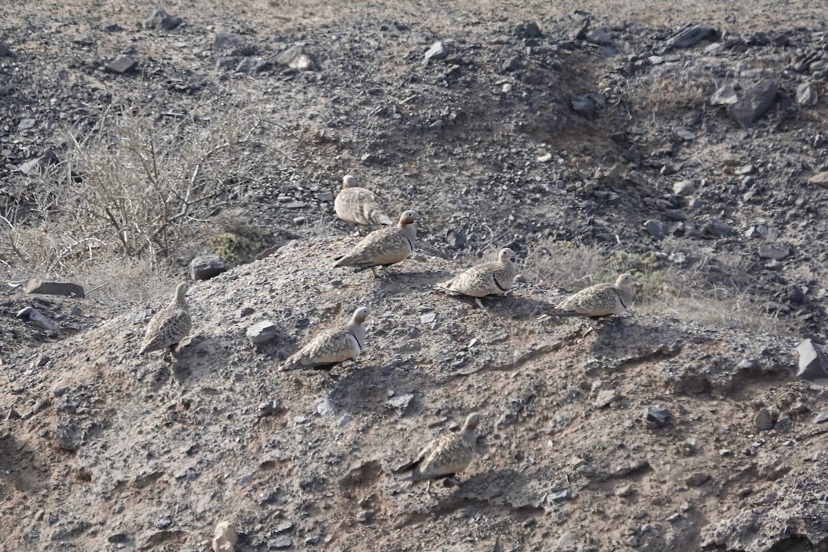 Black-bellied Sandgrouse - ML622959055