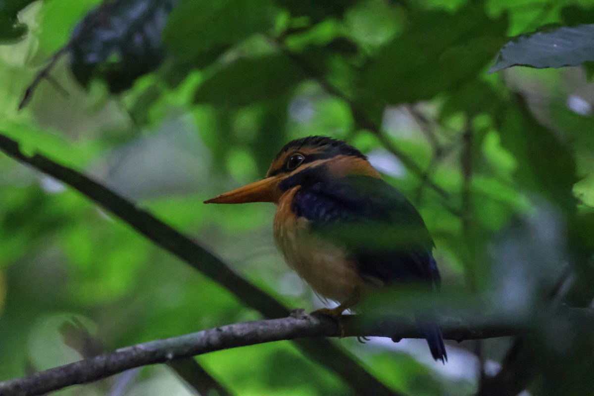 Rufous-collared Kingfisher - ML622959060