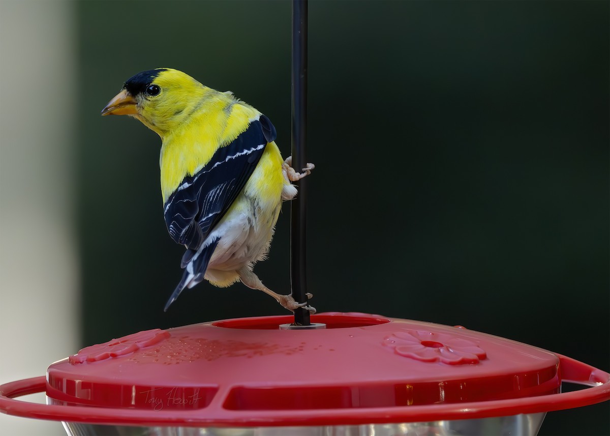 American Goldfinch - ML622959063