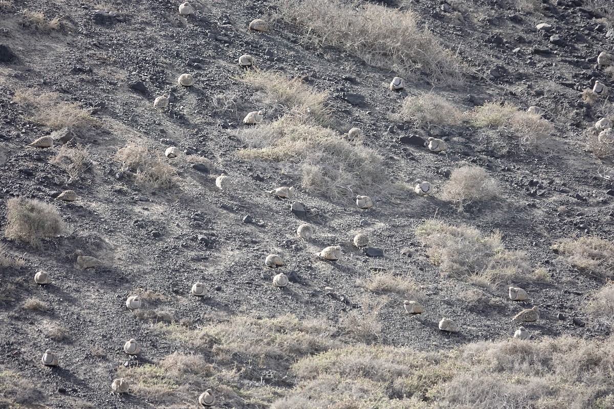 Black-bellied Sandgrouse - ML622959065