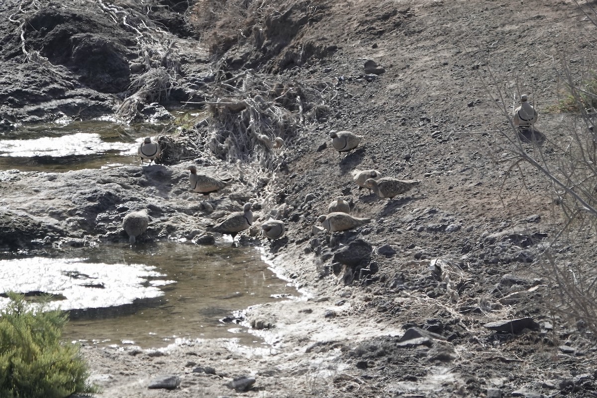 Black-bellied Sandgrouse - ML622959071