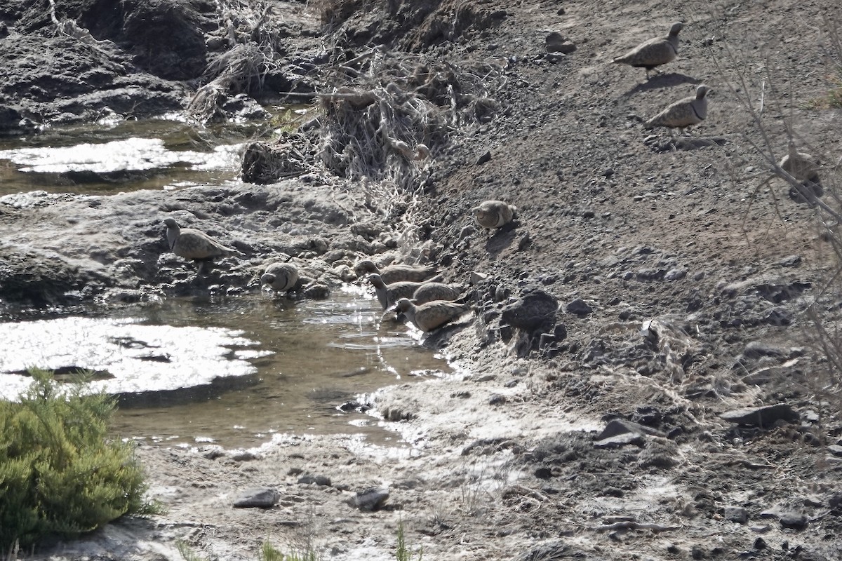 Black-bellied Sandgrouse - ML622959074