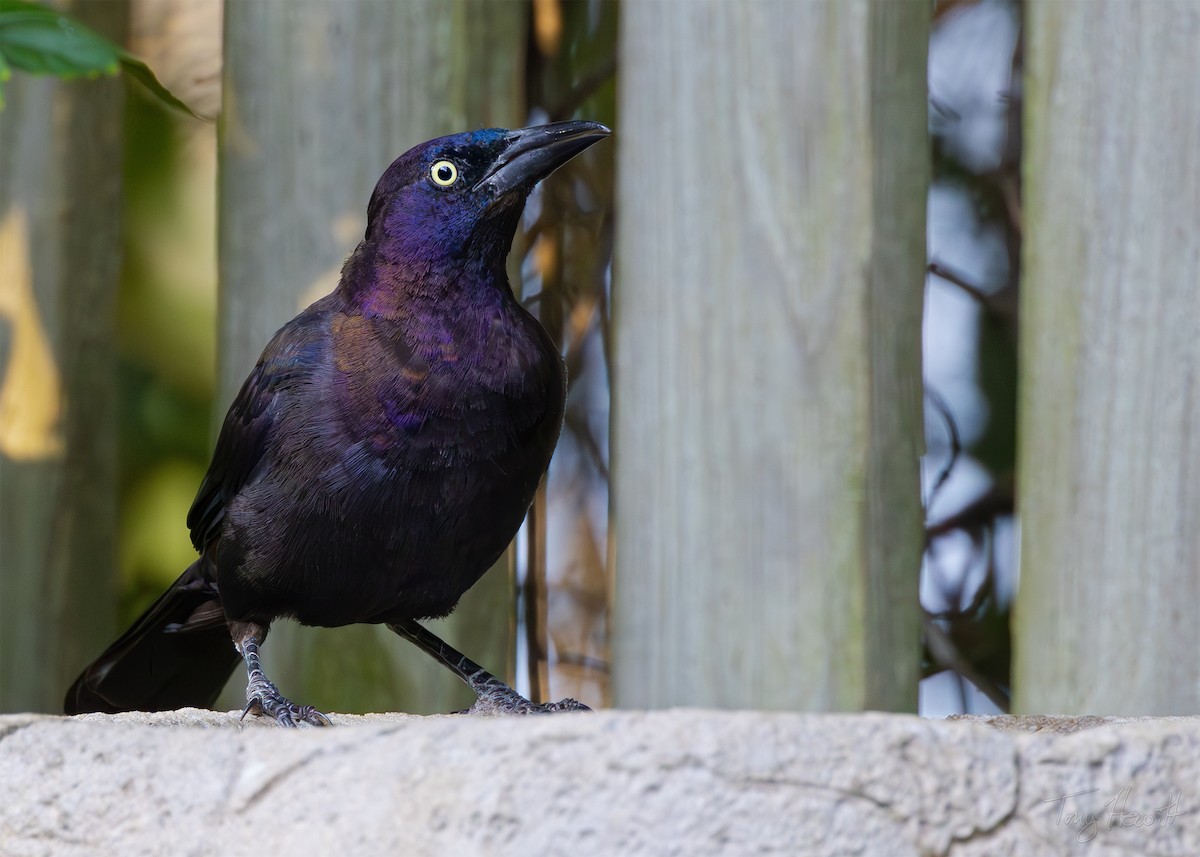 Common Grackle - ML622959077