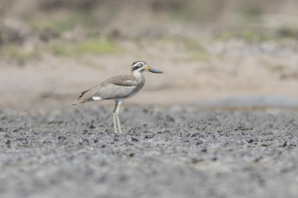 Great Thick-knee - ML622959101