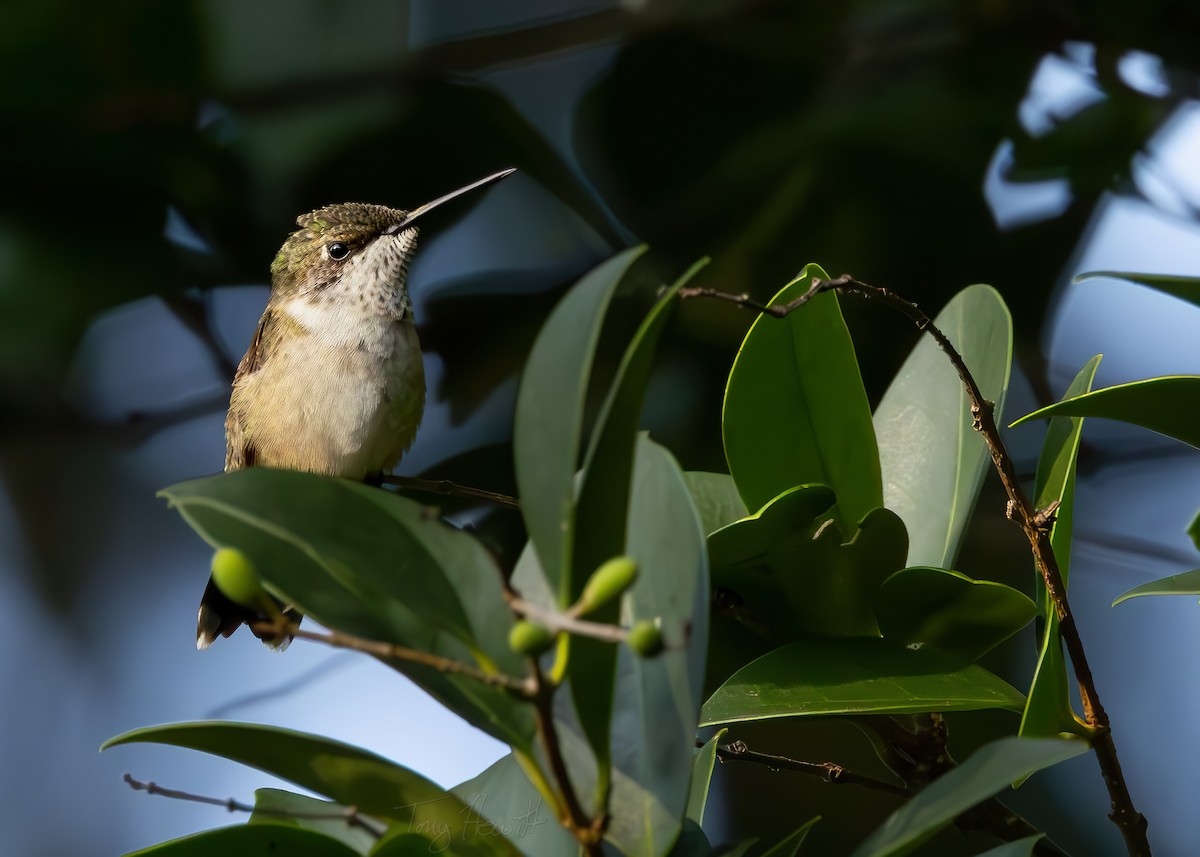 Ruby-throated Hummingbird - ML622959126