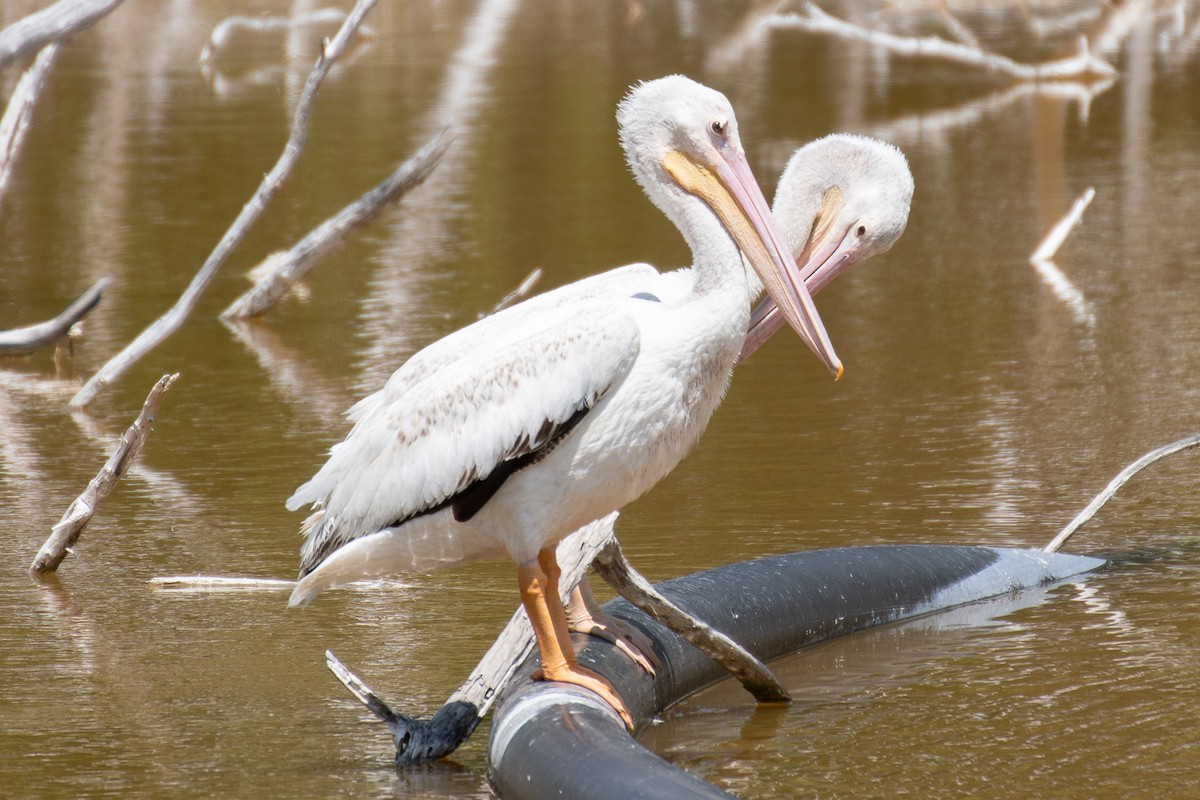 American White Pelican - ML622959139