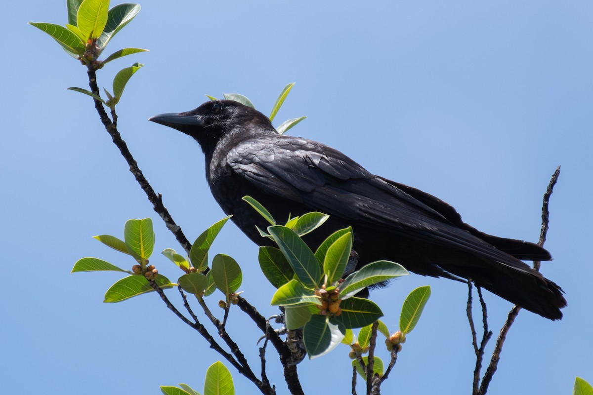 American Crow - ML622959145