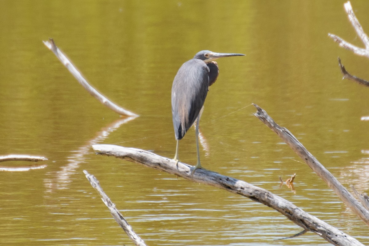 Little Blue Heron - ML622959165