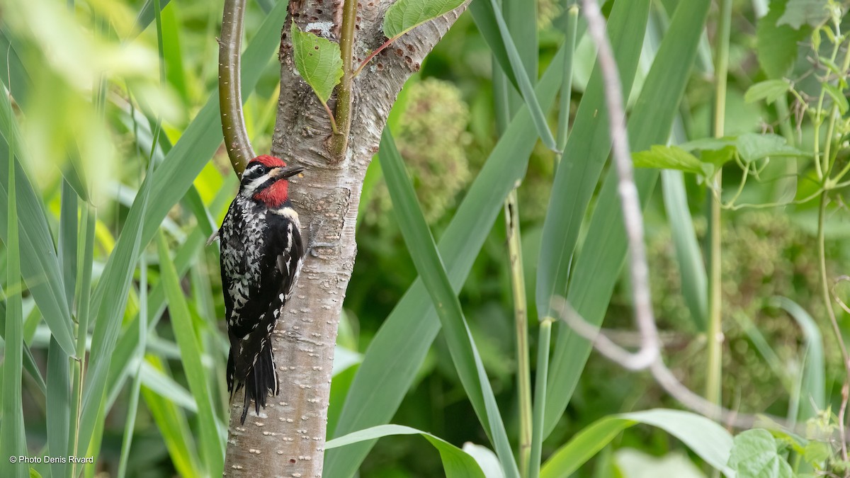 Yellow-bellied Sapsucker - ML622959169