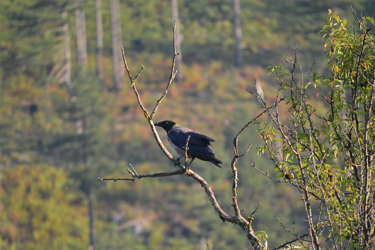 kråke - ML622959172