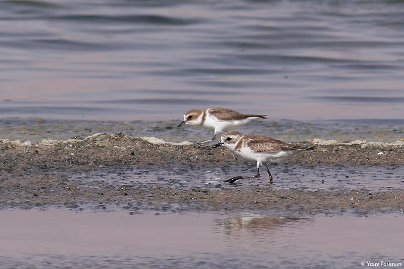 Tibetan Sand-Plover - Yoav Perlman