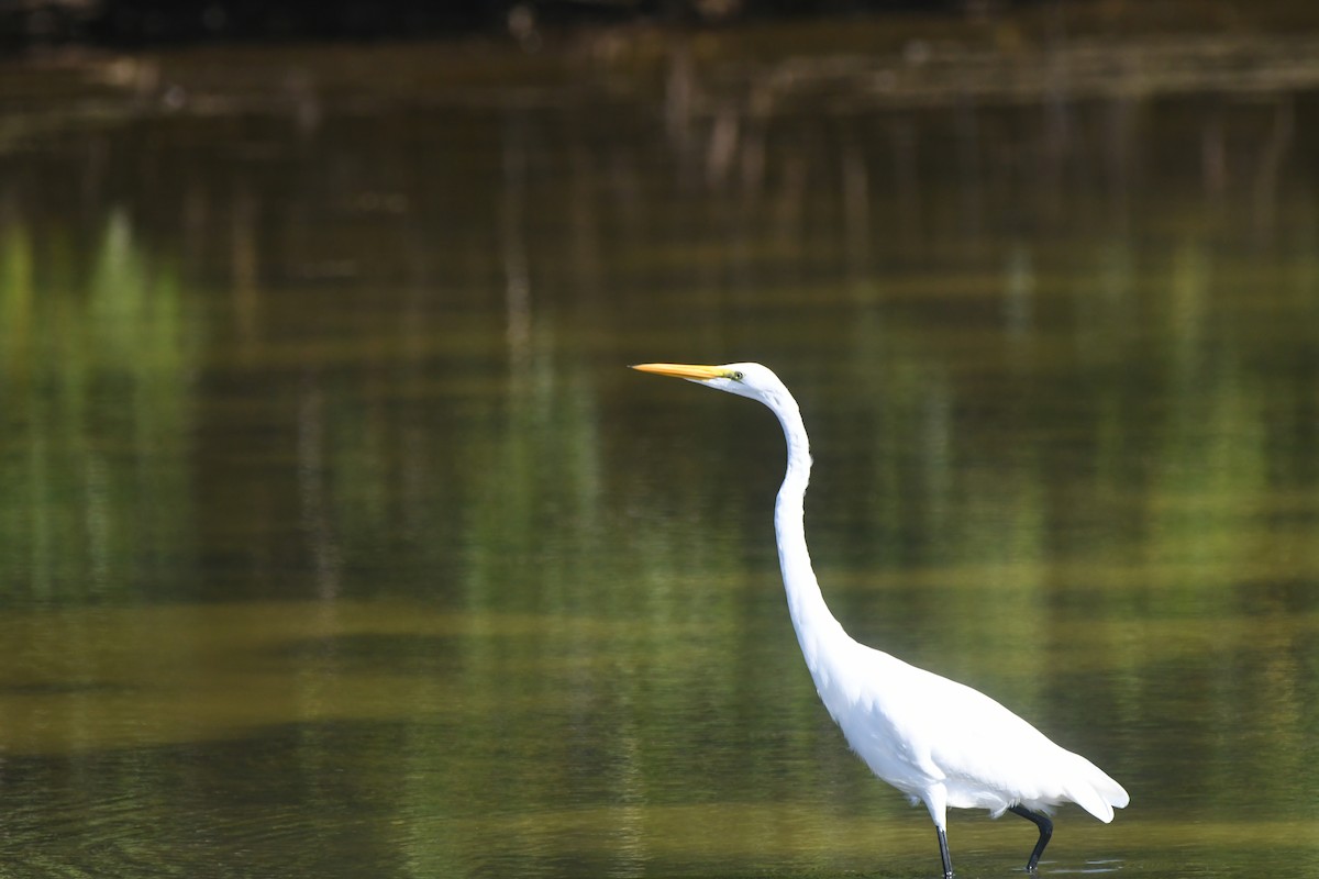 Great Egret - ML622959183