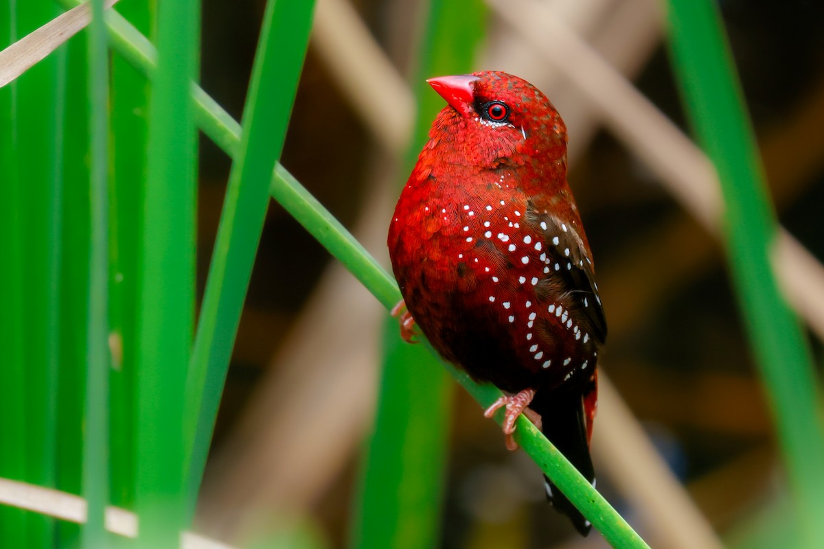 Red Avadavat - ML622959191