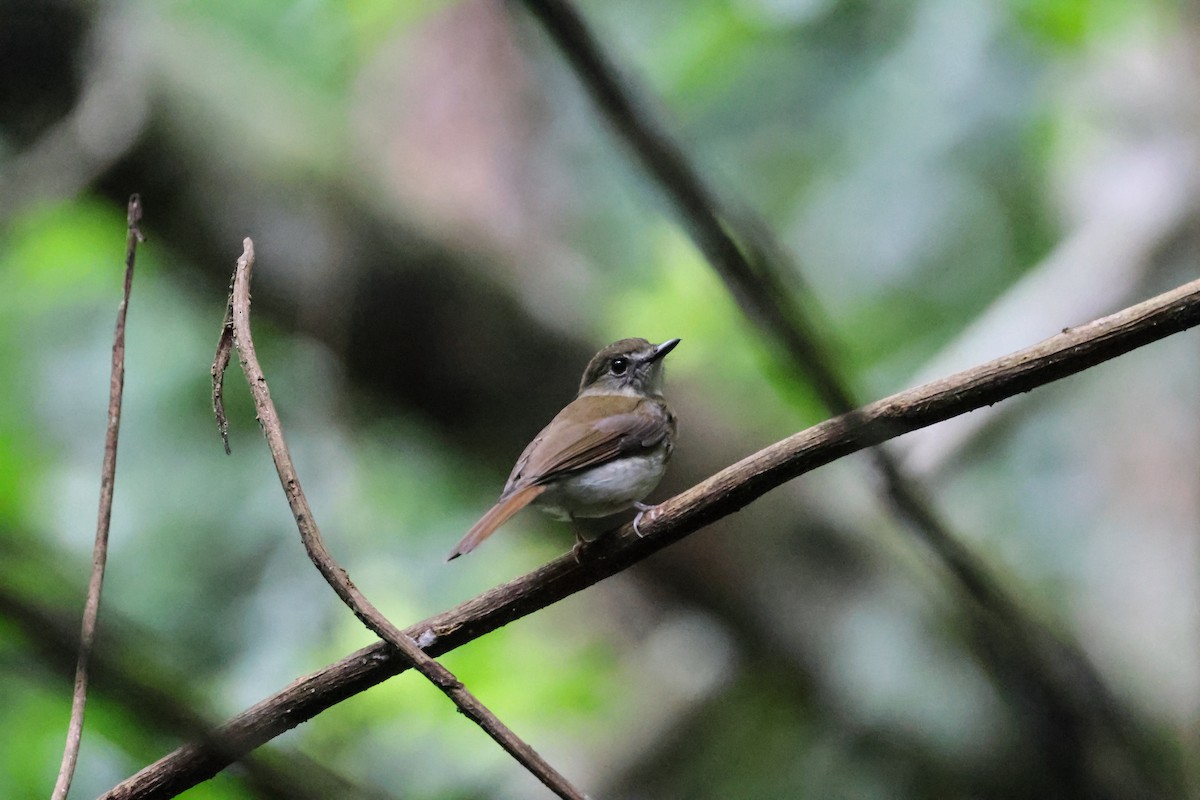 Fulvous-chested Jungle Flycatcher - ML622959212