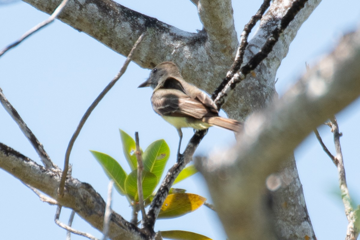 Great Crested Flycatcher - ML622959222