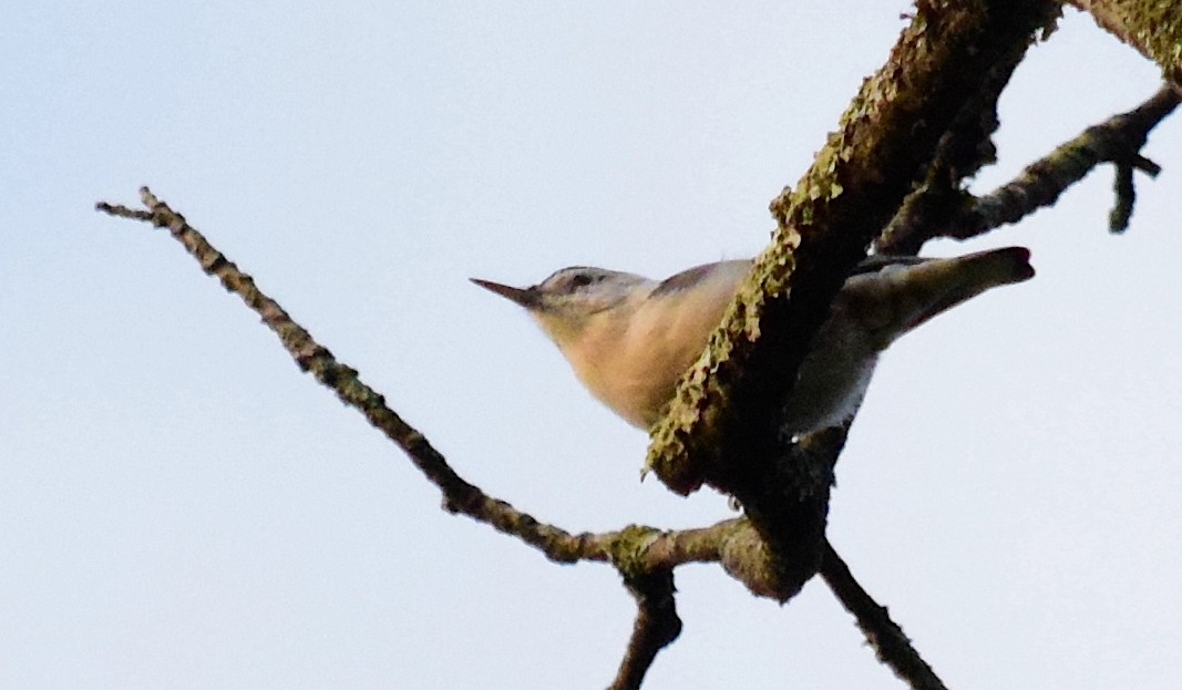 nuthatch sp. - ML622959227