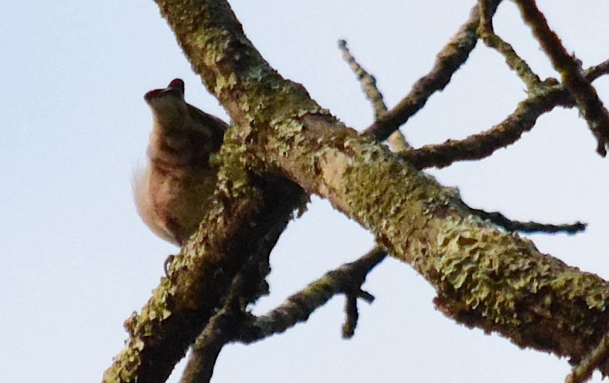 nuthatch sp. - ML622959228