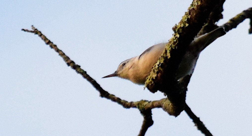 nuthatch sp. - ML622959229